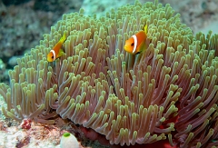 Velidhu - 2013_03_10 - IMG_0416rf_Poisson Clown des Maldives - Amphiprion Nigripe_Kuda faru_Plongee